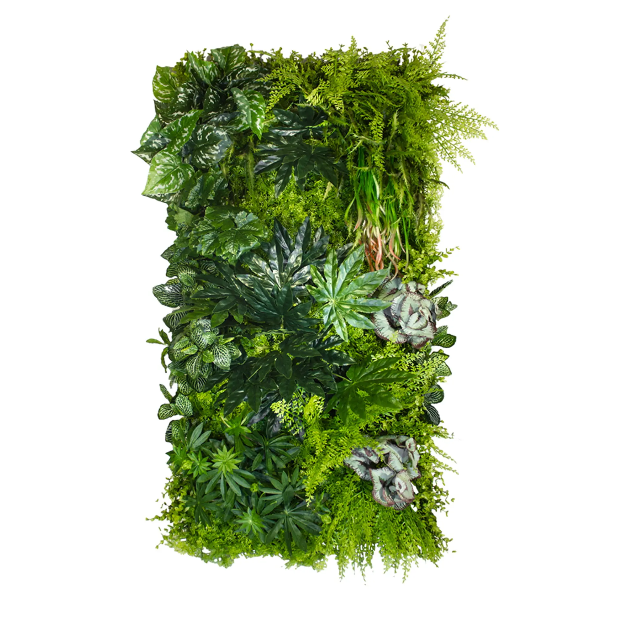 Zelené steny - Vertical garden Tropical