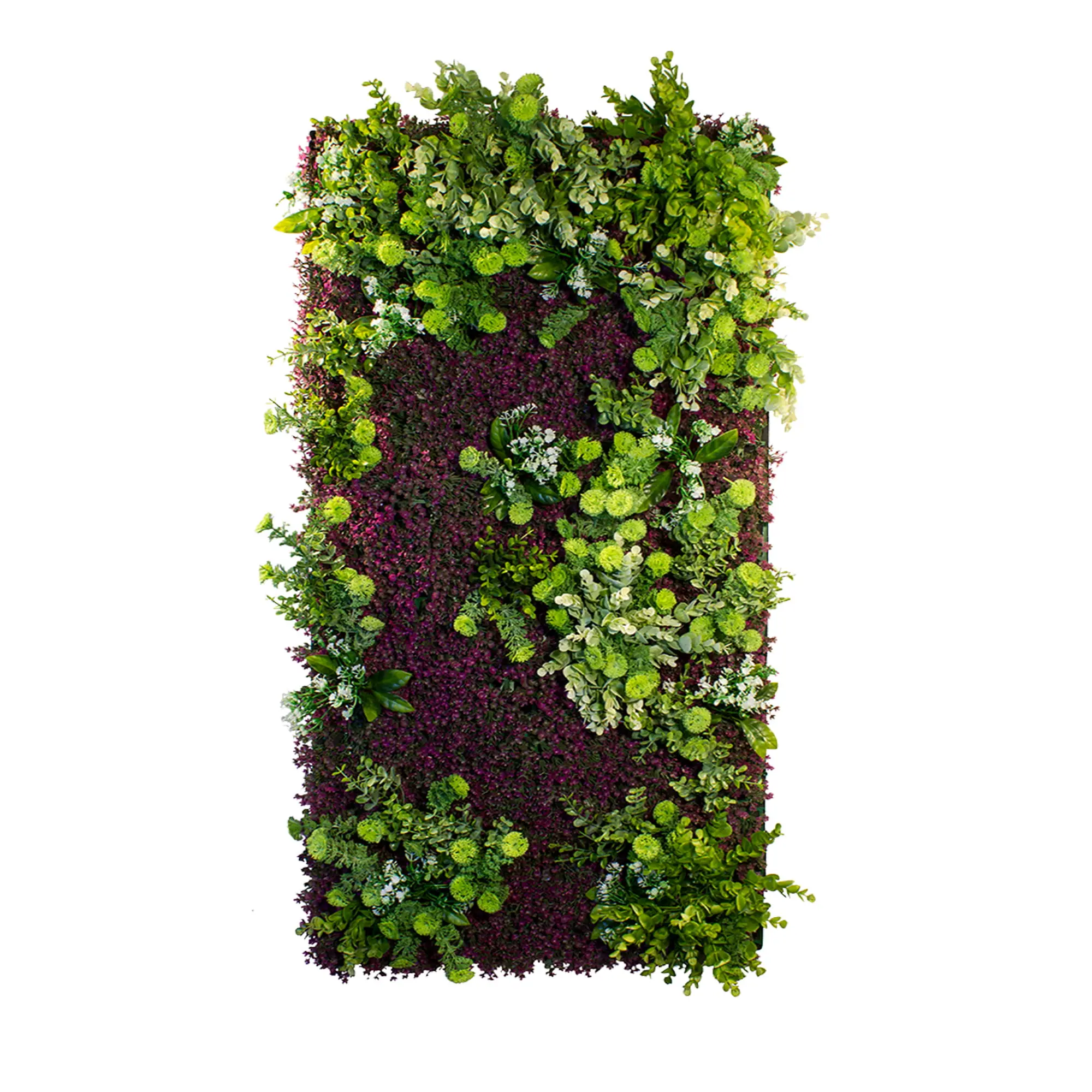 Zelené steny - Vertical garden Purple Haze