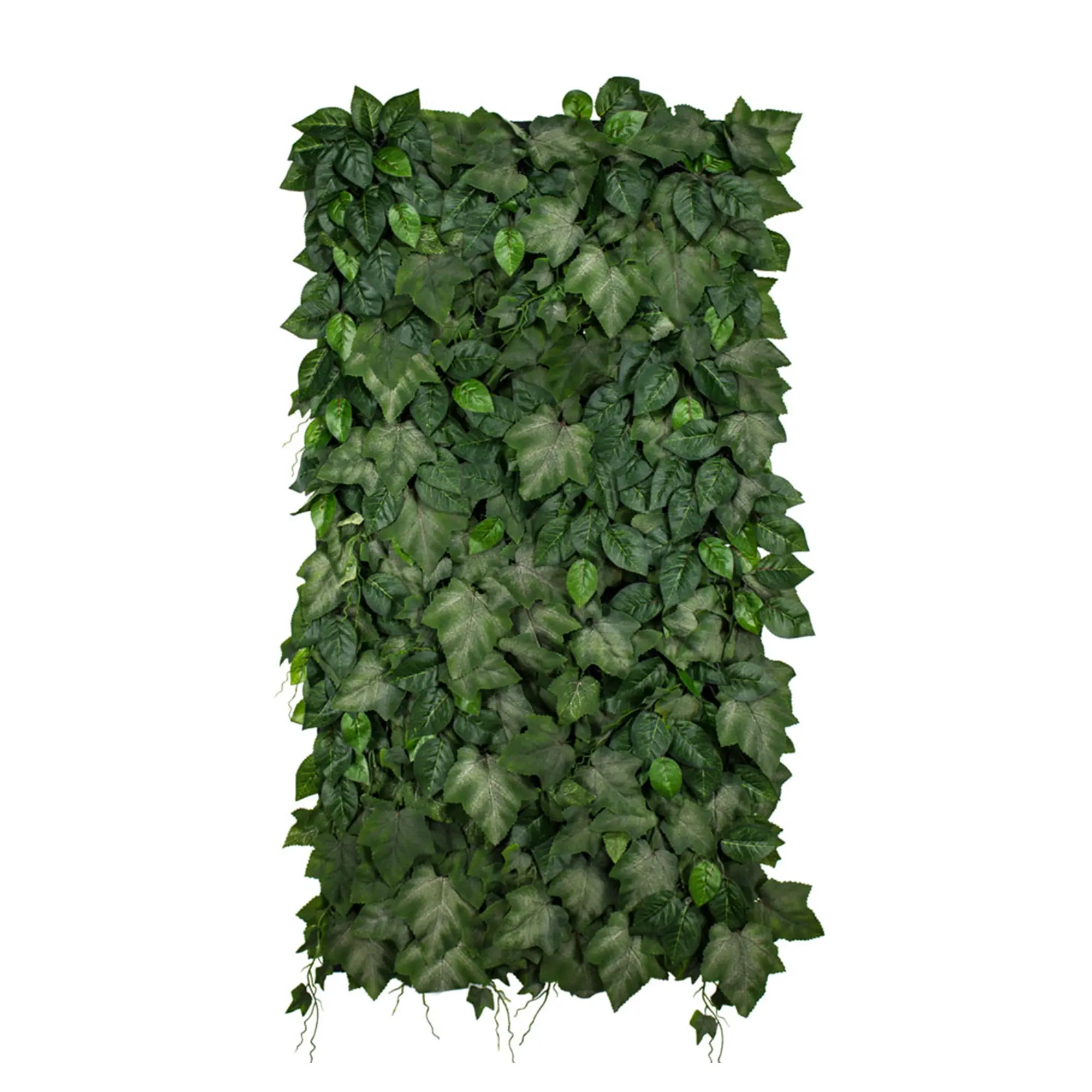 Zelené steny - Vertical garden Ivylace